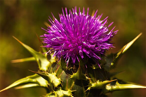 Thistle helps with the lack of male hormones in the body. 