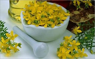 The recipes of st. john's wort for the improvement of the erection